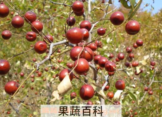 山枣的功效与作用