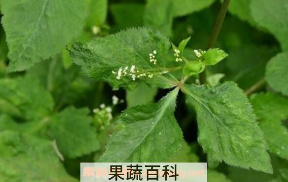 鸭儿芹怎么吃 鸭儿芹的家常做法 鸭儿芹是香菜吗