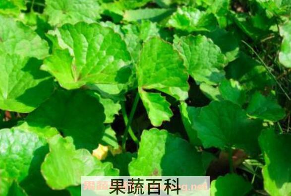 鸭儿芹怎么吃 鸭儿芹的家常做法 鸭儿芹是香菜吗