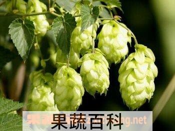 果蔬百科啤酒花