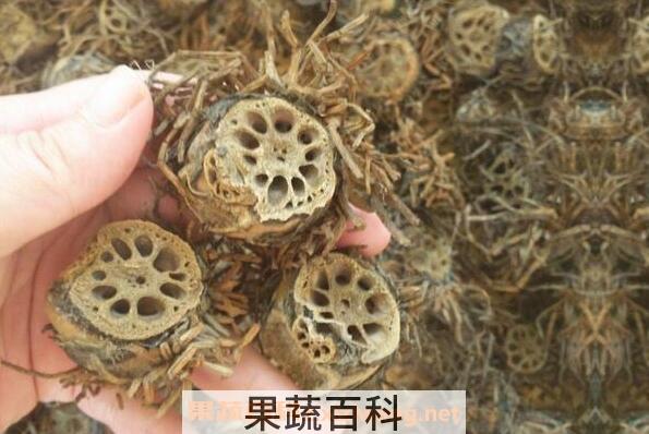 藕节的功效与作用 藕节的食用方法