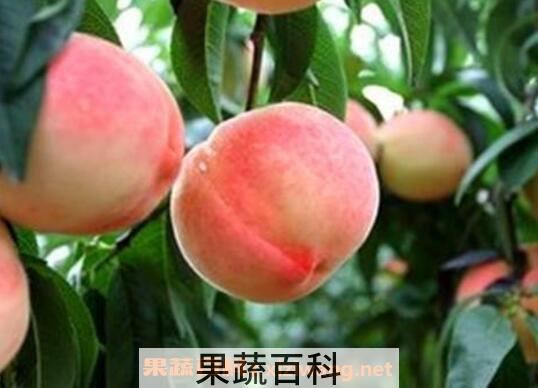 蜜桃的功效与作用