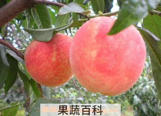 蜜桃的功效与作用