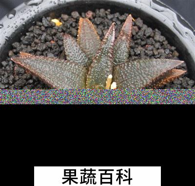 果蔬百科高文鹰爪