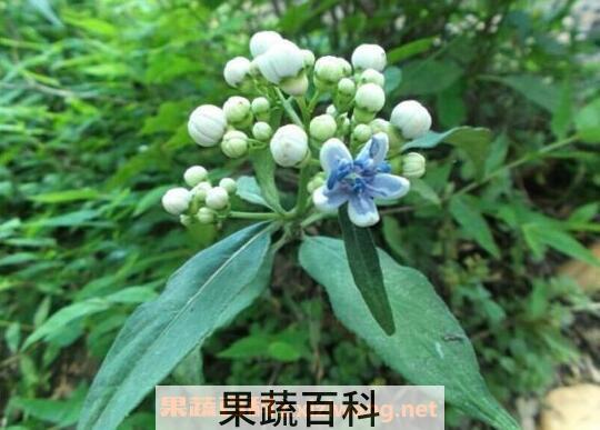 珍珠菜的功效与作用 珍珠菜的食用禁忌