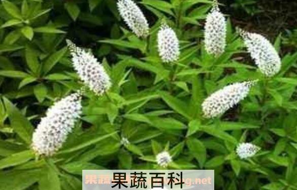 珍珠菜的功效与作用 珍珠菜的食用禁忌