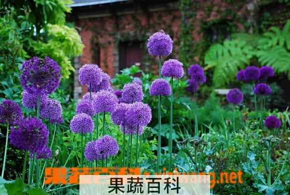 果蔬百科大花葱
