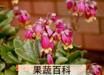果蔬百科宫灯长寿花