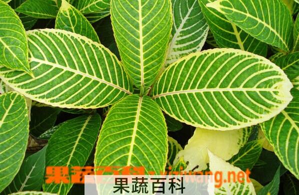 果蔬百科金脉爵床