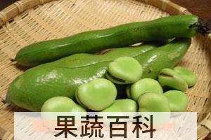 果蔬百科蚕豆