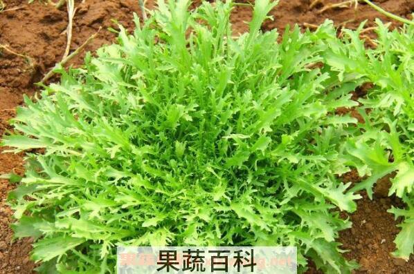 野苦麦菜的功效与作用
