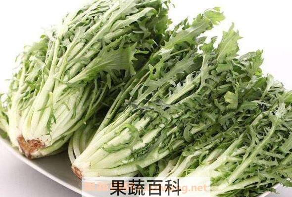 野苦麦菜的功效与作用