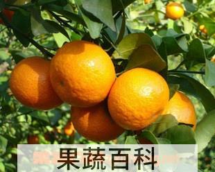 果蔬百科蜜橘