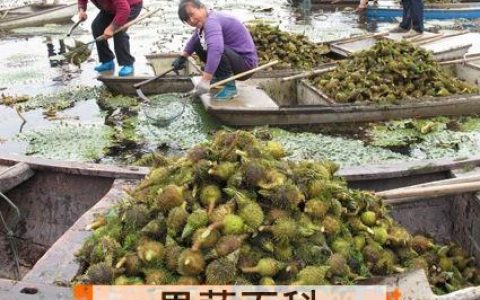 芡实健脾益肾的功效和作用 芡实健脾益肾的功效与作用