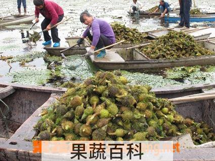 果蔬百科芡实