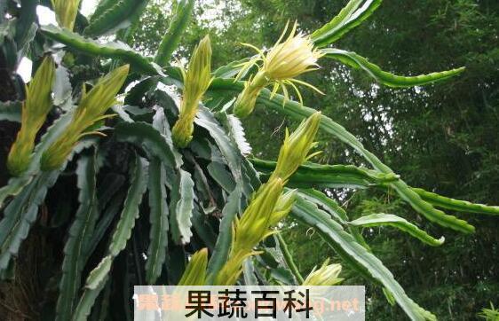 剑花的功效与作用和禁忌