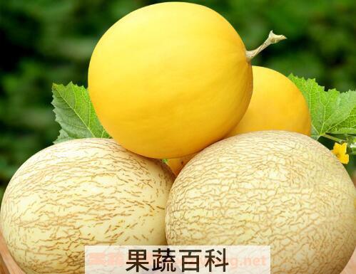 蜜瓜的功效与作用