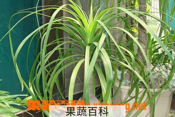 果蔬百科酒瓶兰