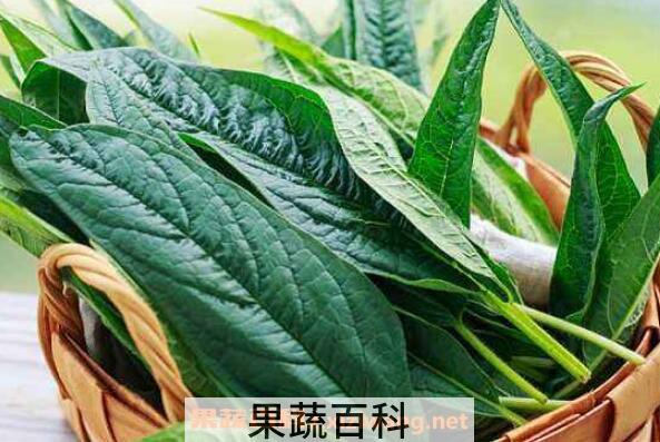 芝麻叶怎么吃 干的芝麻叶怎么做好吃