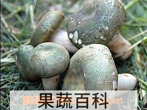 果蔬百科青头菌