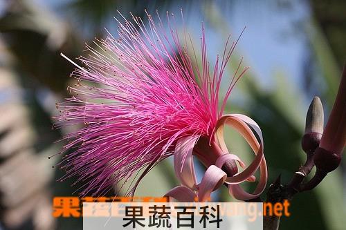 果蔬百科龟纹木棉