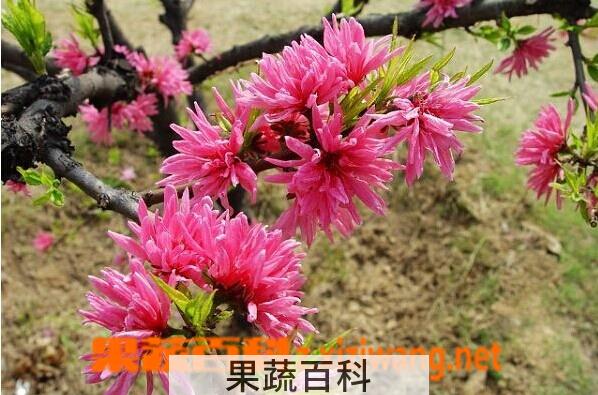 果蔬百科菊花桃