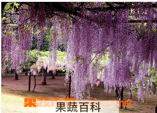 果蔬百科 紫藤花