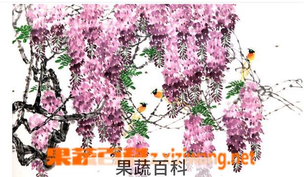 果蔬百科紫藤花