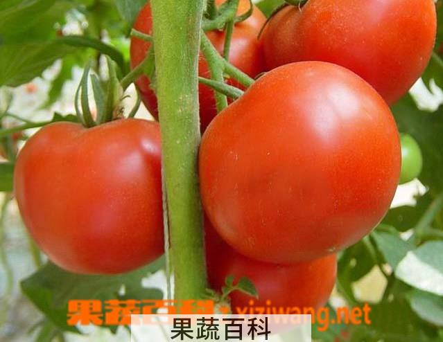 果蔬百科番茄