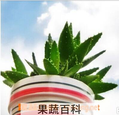 果蔬百科芦荟