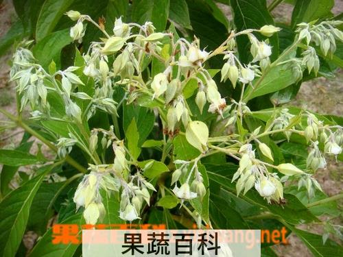 果蔬百科灯笼花