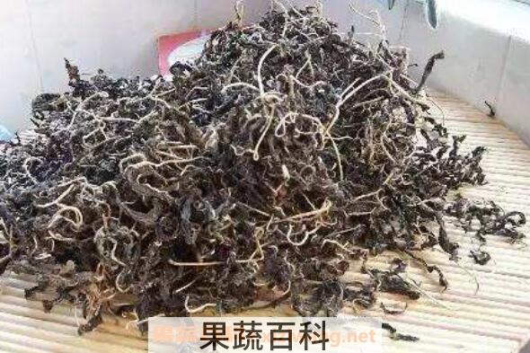干芝麻叶的功效与作用