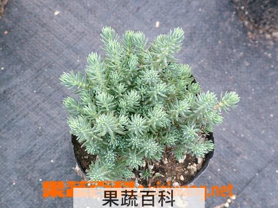 果蔬百科反曲景天