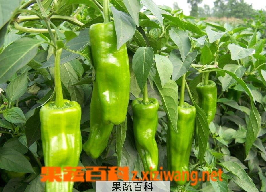 果蔬百科青椒