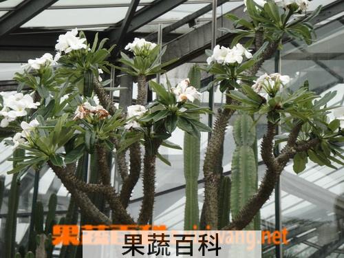 果蔬百科非洲霸王树