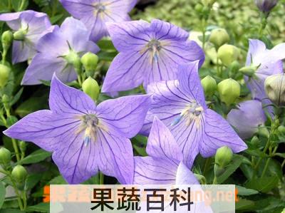 果蔬百科桔梗是什么 桔梗的功效与作用