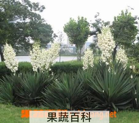果蔬百科凤尾兰