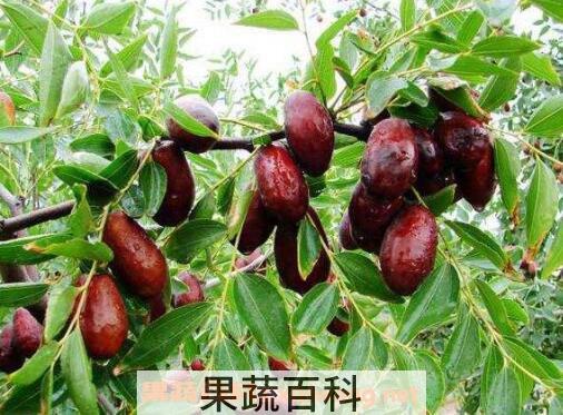 黄河滩枣好吃吗 黄河滩枣什么时候成熟