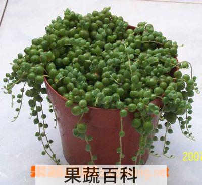果蔬百科翡翠珠