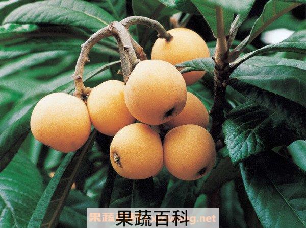 枇杷的作用和功效是什么 枇杷的功效与作用及营养价值