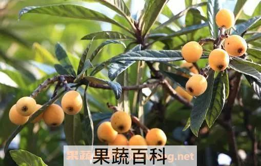 枇杷的营养价值