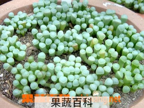 果蔬百科棒叶花