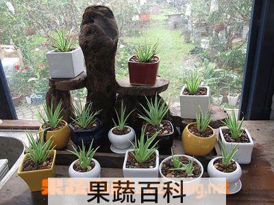 果蔬百科吹上