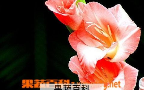 唐菖蒲的功效与作用及用量 唐菖蒲的功效与作用禁忌