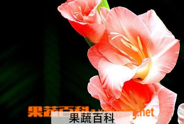 果蔬百科唐菖蒲
