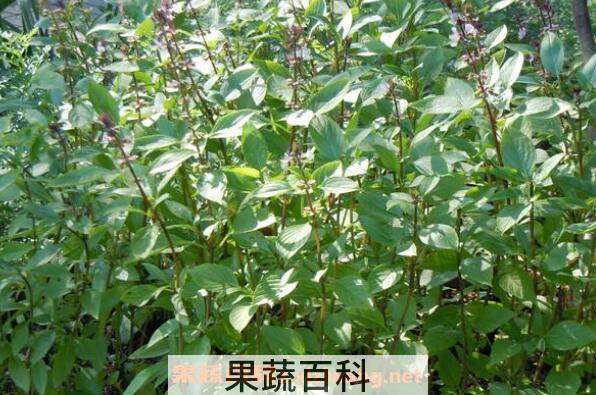 九层塔是什么菜 九层塔菜怎么吃