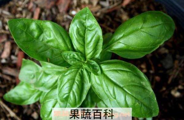 九层塔是什么菜 九层塔菜怎么吃