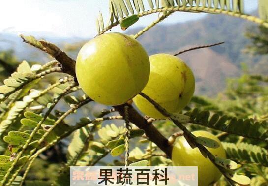 余甘的功效与作用
