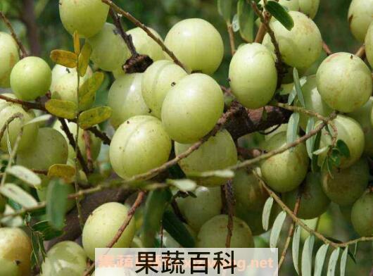 余甘的功效与作用