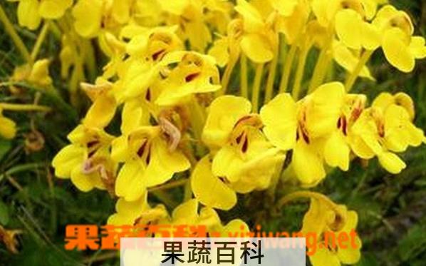 果蔬百科硕花马先蒿